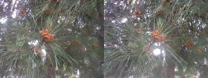 3D Photo 1