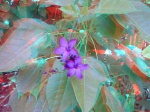 3D Photo 7