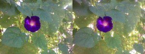 3D Photo 13