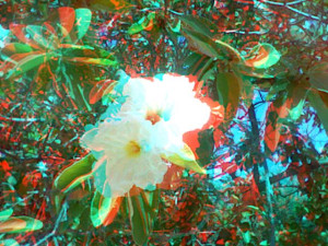 3D Photo 6